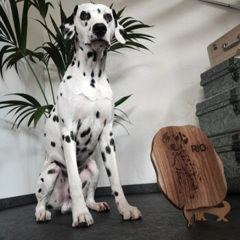 cadre photo gravé chien dalmatien