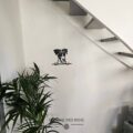 Une tête de fox terrier de face.